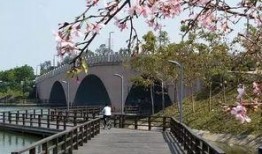 日本成片在线观看,揭秘热门影视作品背后的故事